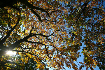 Trees in autumn in denmark