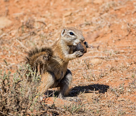Naklejka na ściany i meble African Ground Squirrel