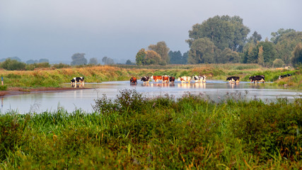 Dolina Górnej Narwi © podlaski49