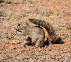 African Ground Squirrel