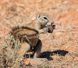 African Ground Squirrel © Cathy Withers-Clarke