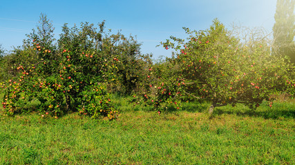 Fototapeta na wymiar Apple Garden. ripe apples on a tree.