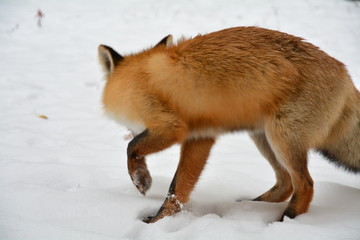 Winter fox