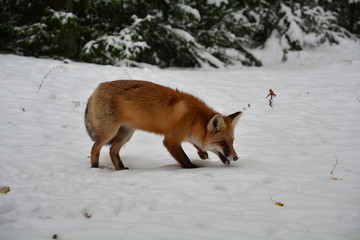 Winter fox