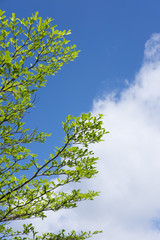 空と葉