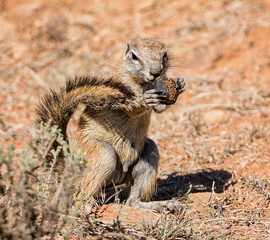 African Ground Squirrel © Cathy Withers-Clarke