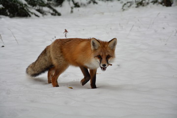Fototapeta premium winter fox forest