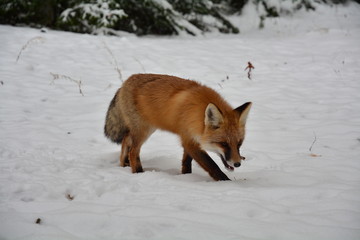 Obraz premium winter fox forest