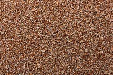 小麦、穀物の背景