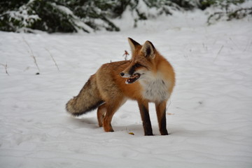 Fototapeta premium winter fox forest