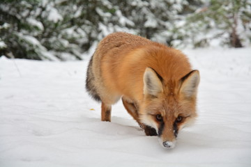 Obraz premium winter fox forest