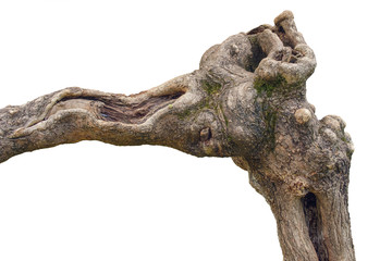 Twisted tropical tree