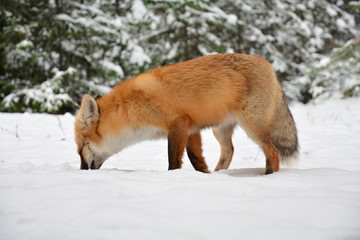 winter fox forest