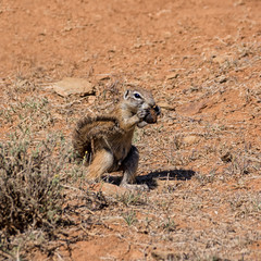 African Ground Squirrel © Cathy Withers-Clarke