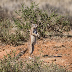 African Ground Squirrel © Cathy Withers-Clarke