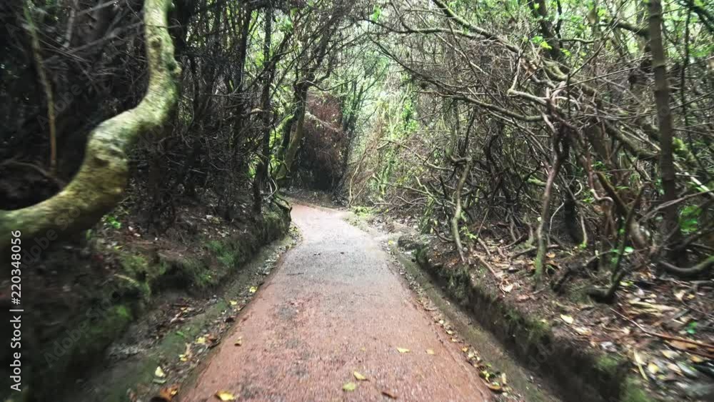Poster path in a scary forest with a lot of dead trees