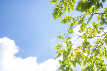 空と葉