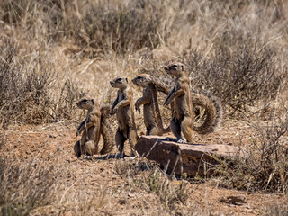 African Ground Squirrels © Cathy Withers-Clarke
