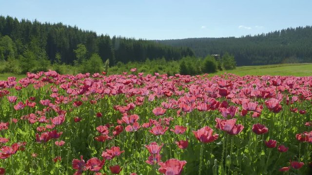 Poppy Flowers in Austria