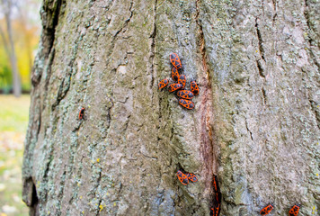 Many beetles are soldiers on the tree.