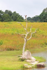 The forest and grass background in the khoa yai national park ,Thailand