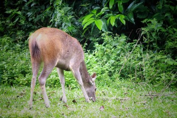 Naklejka na ściany i meble Deer eating the grass in the khaoyai national park ,Thailand