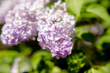 Pink lilac blooms in the Botanical garden 