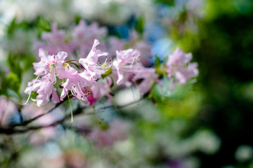 pink rhododendron blooms against the background of green grass 