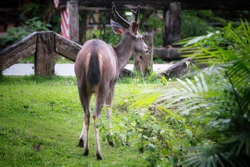 Deer eating the grass in the khaoyai national park ,Thailand