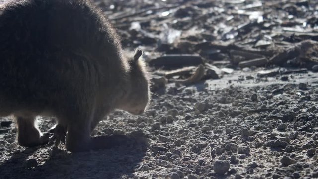 Rottnest Island Quoka