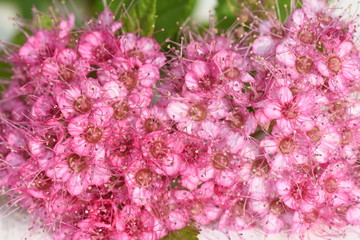 Closeup om the flowers of the Japanese meadowsweet Spiraea japonica