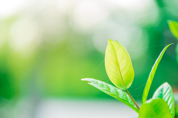 Closeup nature view of green leaf on blurred greenery background in garden with copy space using as background natural green plants landscape, ecology, fresh wallpaper concept.