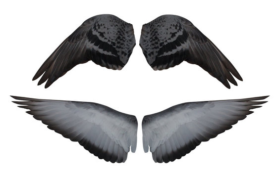 isolated dove open inner and outer part of wings