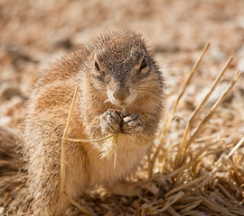 Ground Squirrel Eating