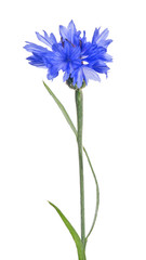 bright blue cornflower bloom on stem