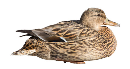 sitting mallard duck isolated on white