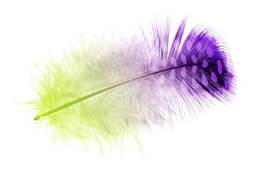light spots on fluffy colored isolated feather