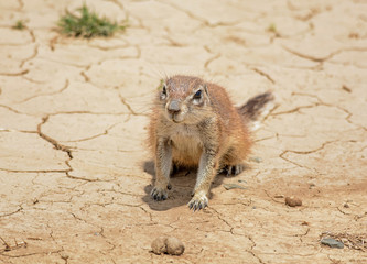 Fototapeta premium Southern African Ground Squirrel