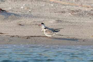 Seeschwalben beim füttern