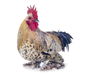 rooster Booted Bantam