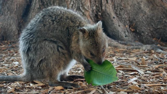 Rottnest Island Quoka