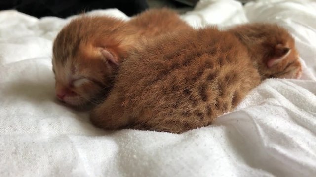 newborn kittens on a blanket