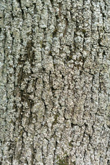 structure of the bark of the old tree as a natural background