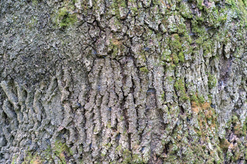 structure of the bark of the old tree as a natural background