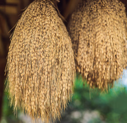 Raw rice grain. Organic food background. Ear of rice or ear of paddy. Golden spike rice. Field with...