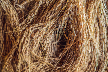 Raw rice grain. Organic food background. Ear of rice or ear of paddy. Golden spike rice. Field with...