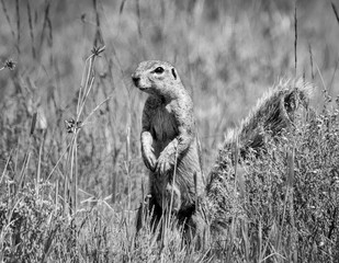 African Ground Squirrel © Cathy Withers-Clarke