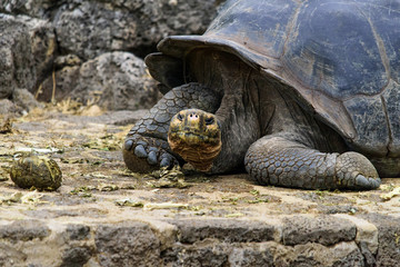 Eye to eye with a Galapagos giant turtle on Santa Cruz, Ecuador