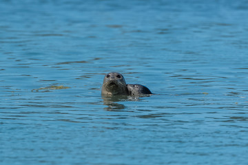 Fototapeta premium Harbor seal in California, swimming in the sea, portrait 