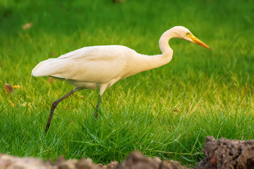 The heron on the lawn in the park.